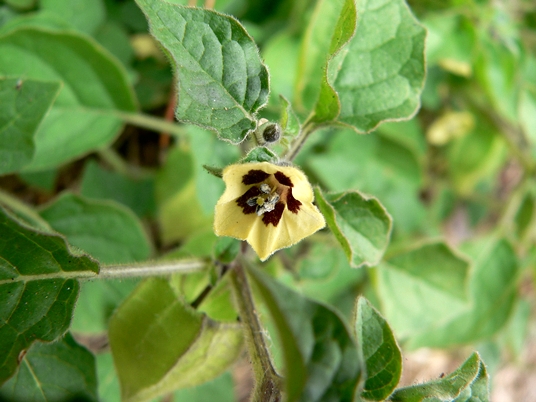 {Physalis virginiana}